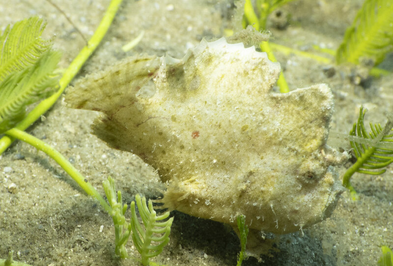 04-25-24 Dwarf Frogfish 4.jpg