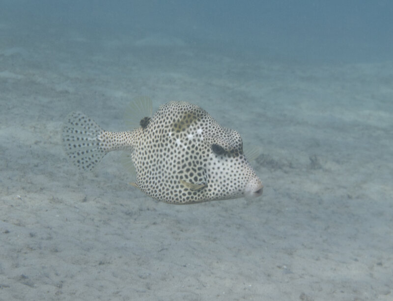 04-26-24  Spotted Trunkfish.jpg