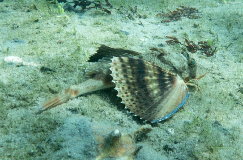 05-01-25 Blue WIng Sea Robin.jpg
