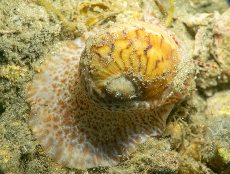 05-01-25 Colorful Moon Snail.jpg
