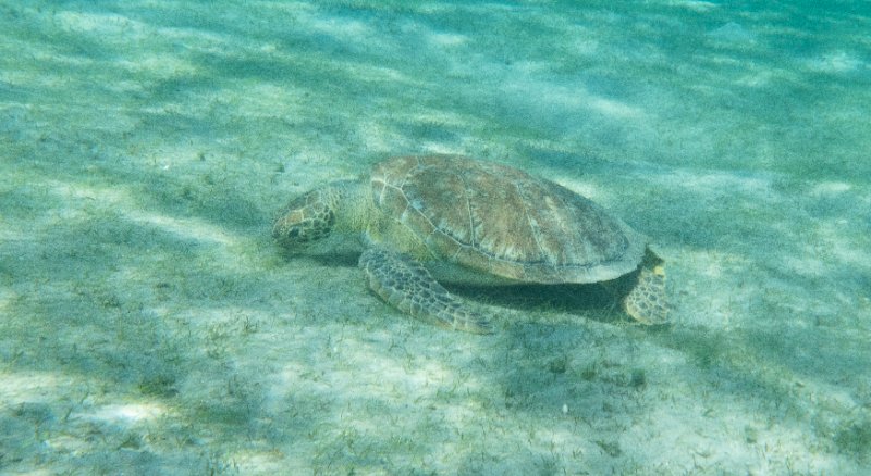 05-01-25 Green Sea Turtle.jpg