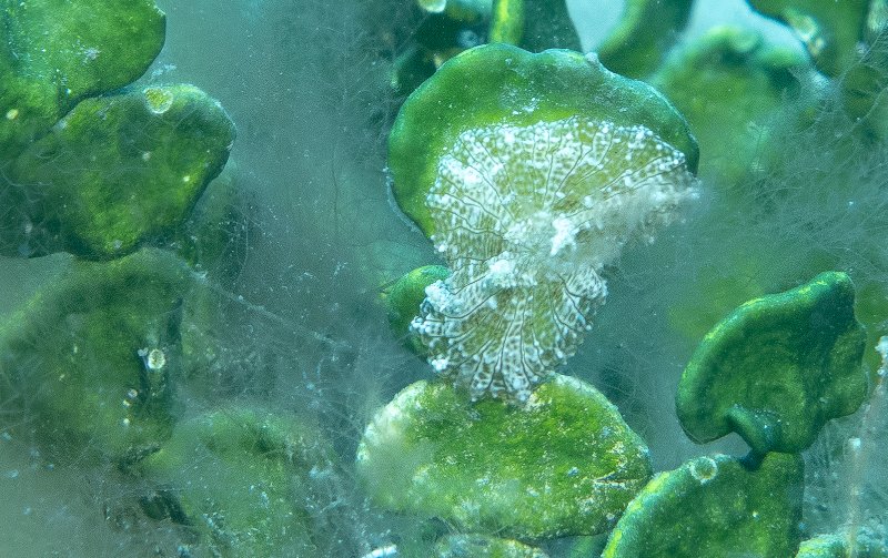 05-01-25 Turtle Grass Anemone.jpg