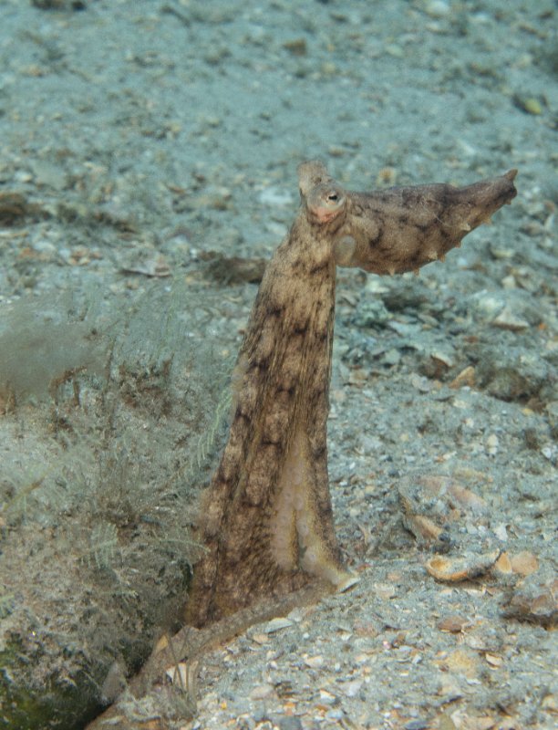 05-02-25 Octopus.jpg