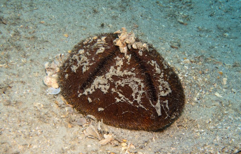 05-02-25 Red Heart Urchin.jpg