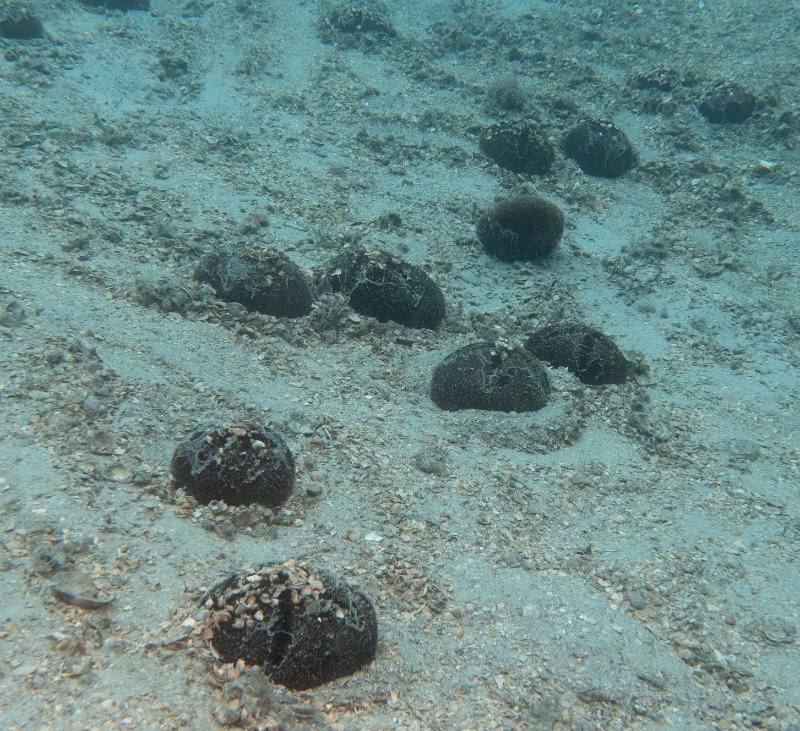 05-02-25 Red Heart Urchin1.jpg