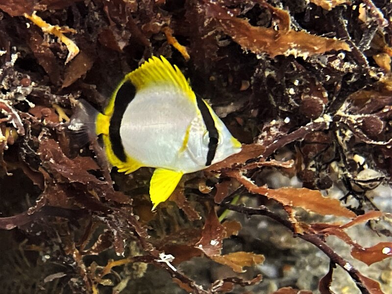 05-04-23 Juve Spotfin Butterflyfish.jpeg