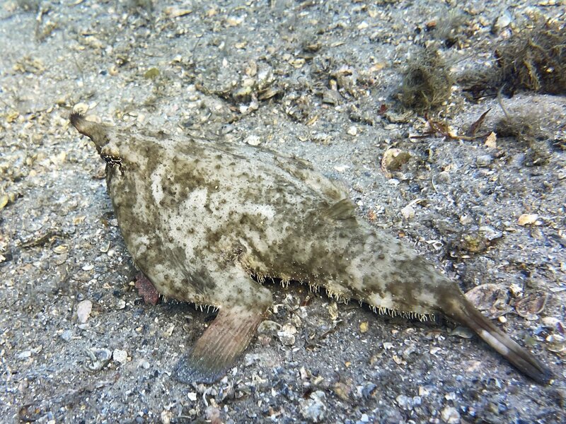 05-04-23 Shortnose Batfish.jpeg