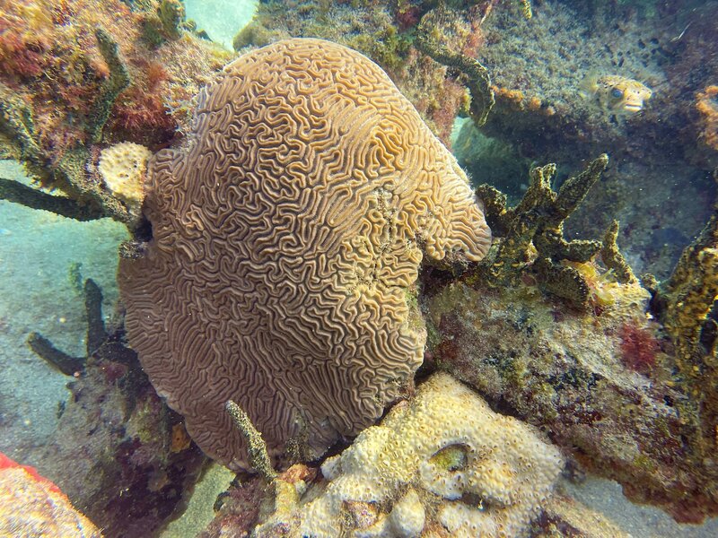 05-06-23 Grooved Brain Coral.jpeg 05-06-23 Grooved Brain Coral.jpeg