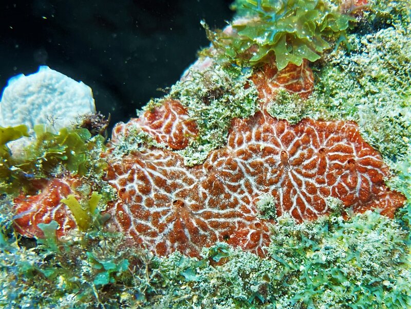 05-06-23 Sponge.jpeg 05-06-23 Sponge.jpeg