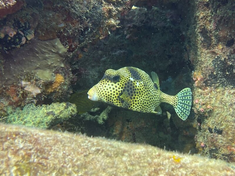 05-06-23 Spotted Trunkfish.jpeg 05-06-23 Spotted Trunkfish.jpeg
