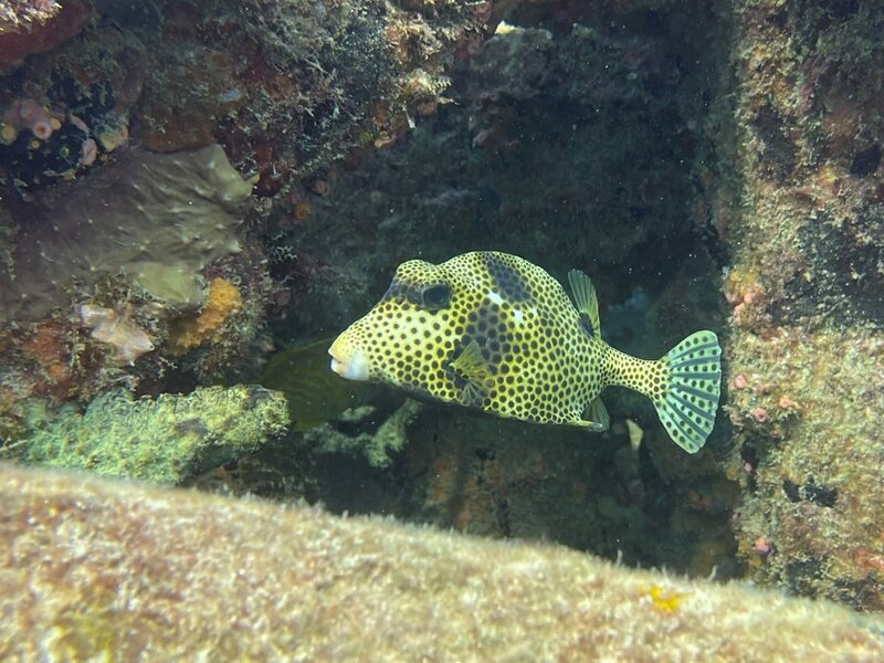 05-06-23 Spotted Trunkfish.jpeg