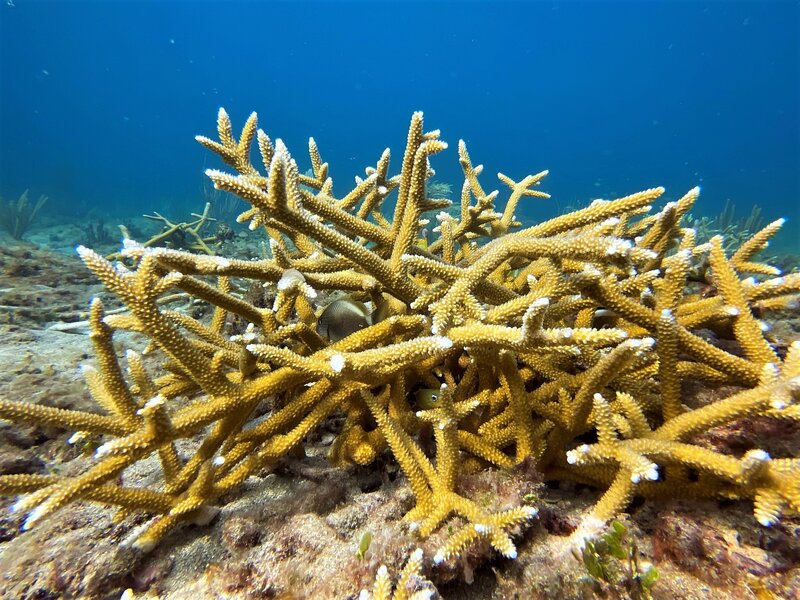 05-07-22 Staghorn Coral.jpeg