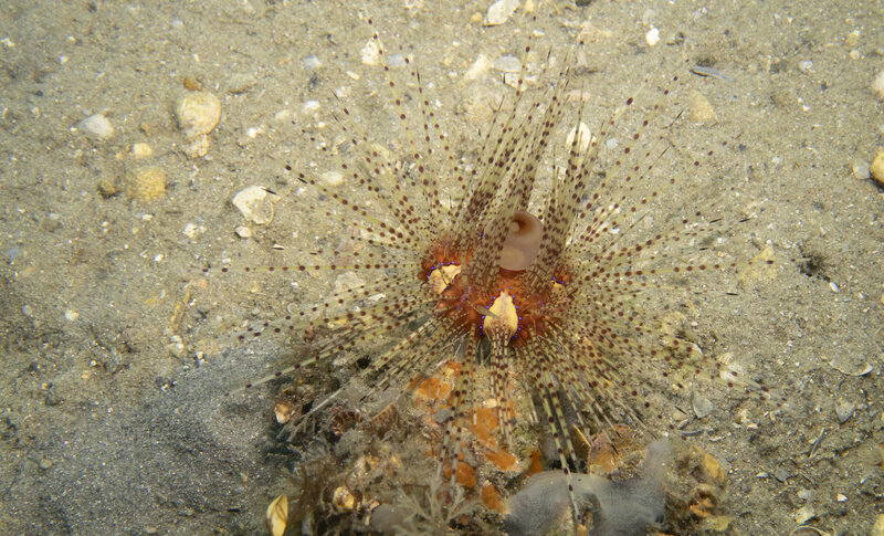 05-07-24  Magnficent Sea Urchin.jpg