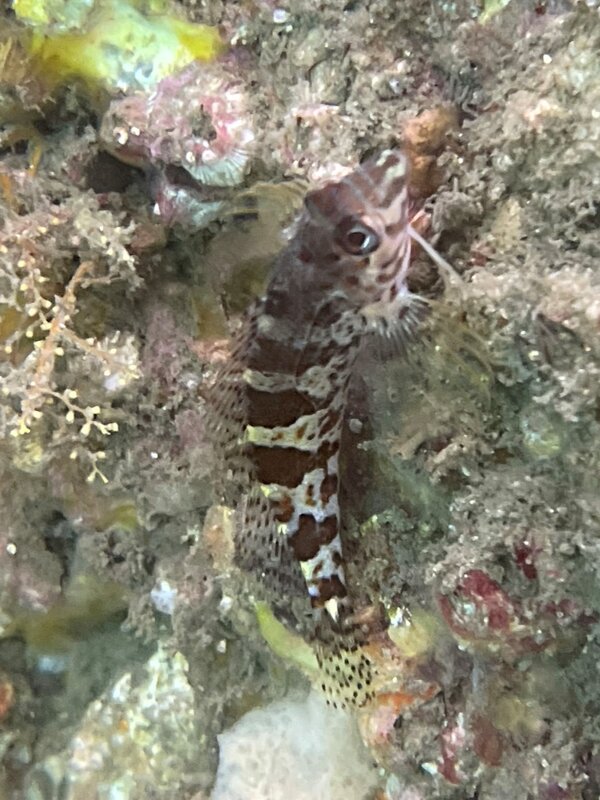 05-08-23 Saddled Blenny.jpeg