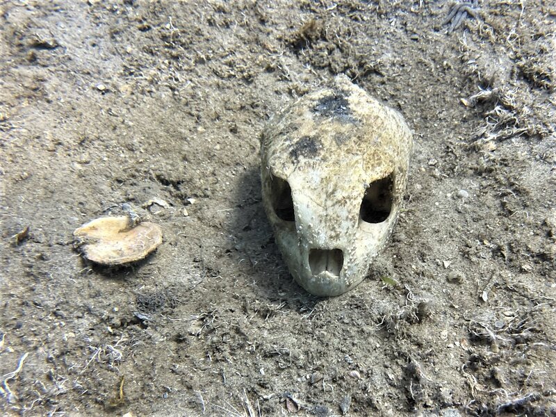 05-08-23 Turtle Skull.jpeg