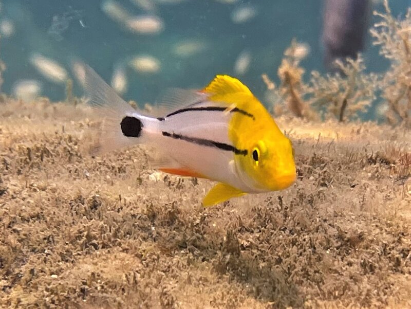 05-10-23 Juvenile Porkfish.jpeg