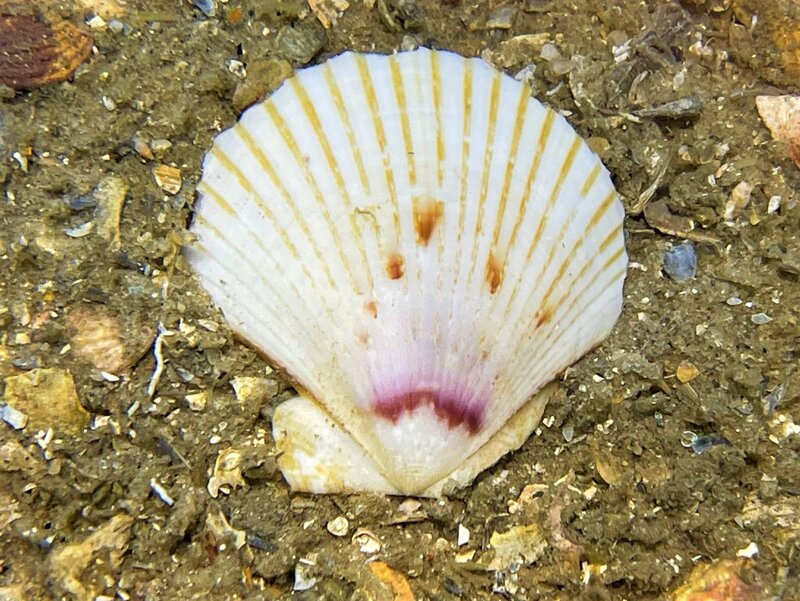 05-10-23 Zigzag Scallop.jpeg