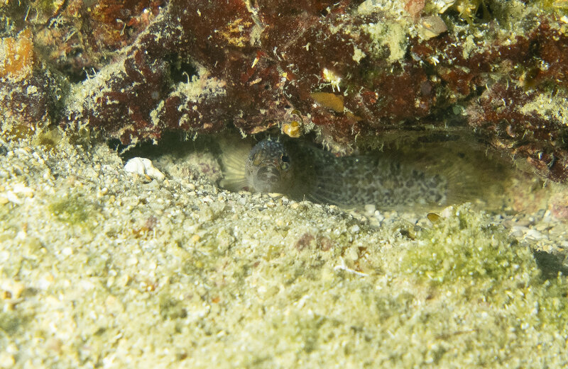 05-11-2024 Shy Blenny.jpg