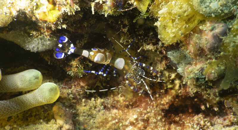 05-11-2024  Spotted Cleaning Shrimp.jpg