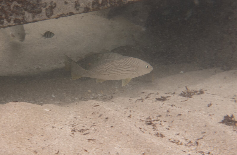 05-11-2024  White Mouth Croaker.jpg