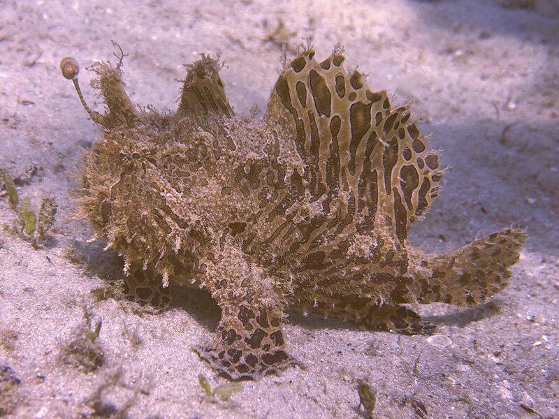 05-11-23 Frogfish.jpeg