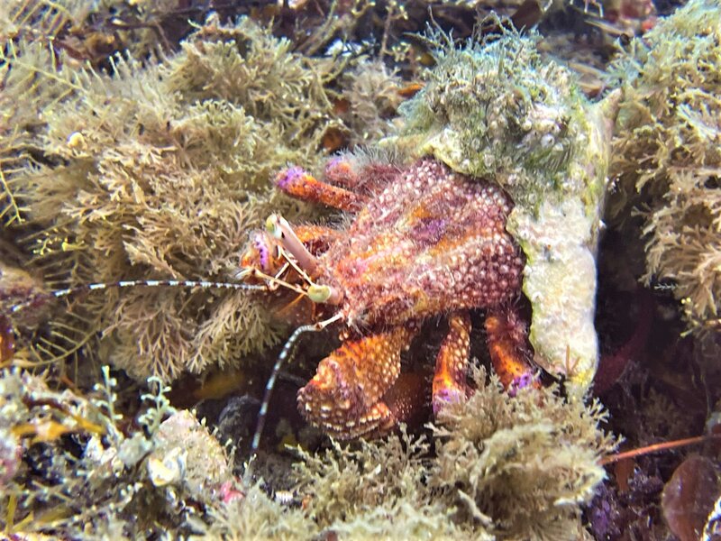 05-11-23 Hermit Crab.jpeg