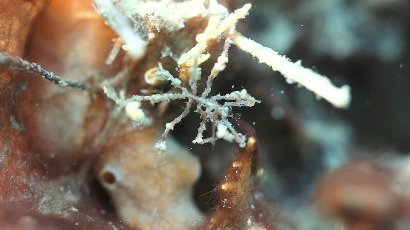 05-14-2024  Sea Spider2.jpg