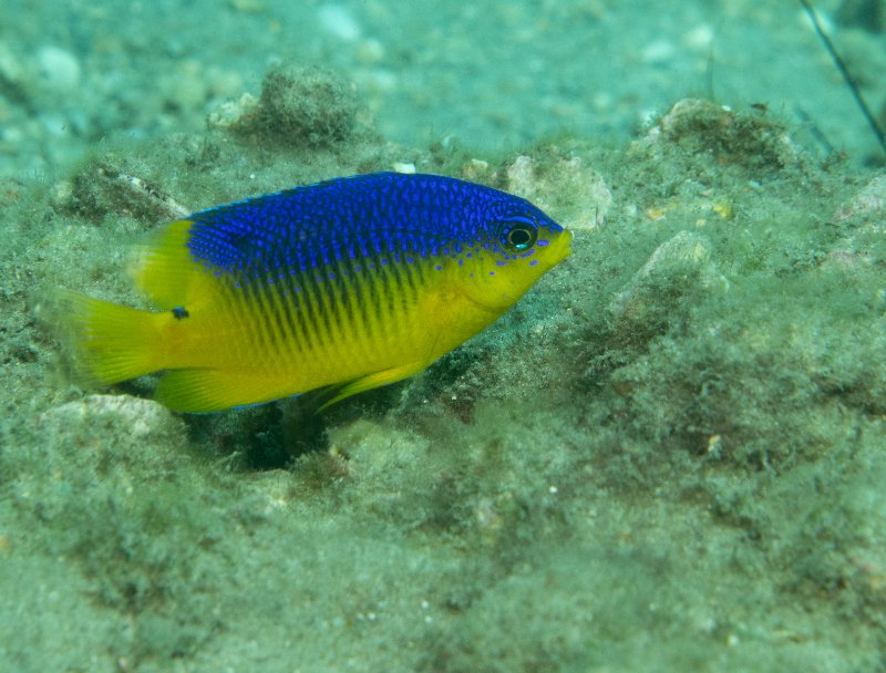 05-15-25 Juvenile Cocoa Damsel.jpg