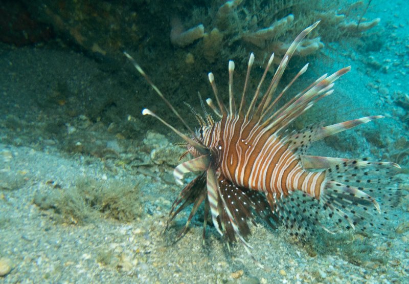 05-15-25 Lionfish.jpg