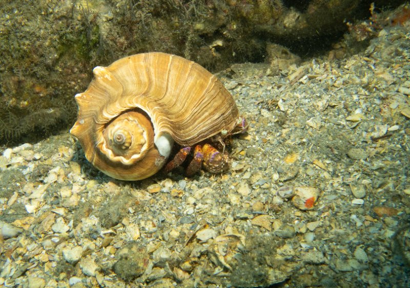 05-15-25 Suspicious Shell Occupied.jpg