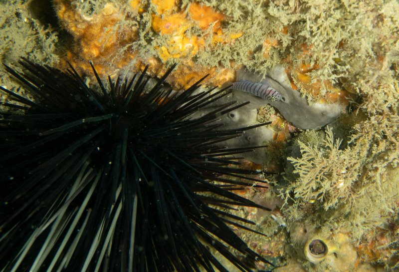 05-15-25 Tiger Goby.jpg