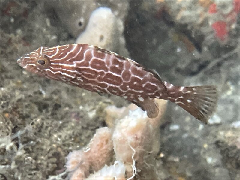 05-16-23 Juvenile Black Grouper.jpeg