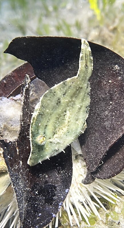 05-24-24 Fringed Filefish.JPEG