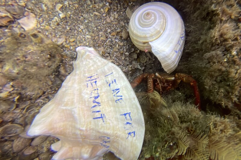 05-24-24 Hermit Crab Homes Delivered.JPEG