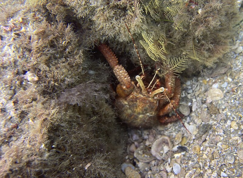 05-24-24 Hermit Crab.JPEG