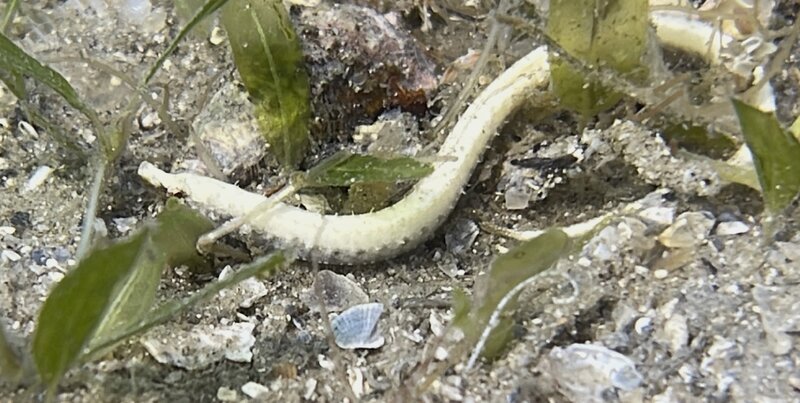 05-24-24 Insular Pipefish.JPEG