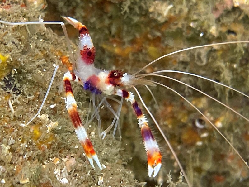 05-25-23 Banded Coral Shrimp.jpg