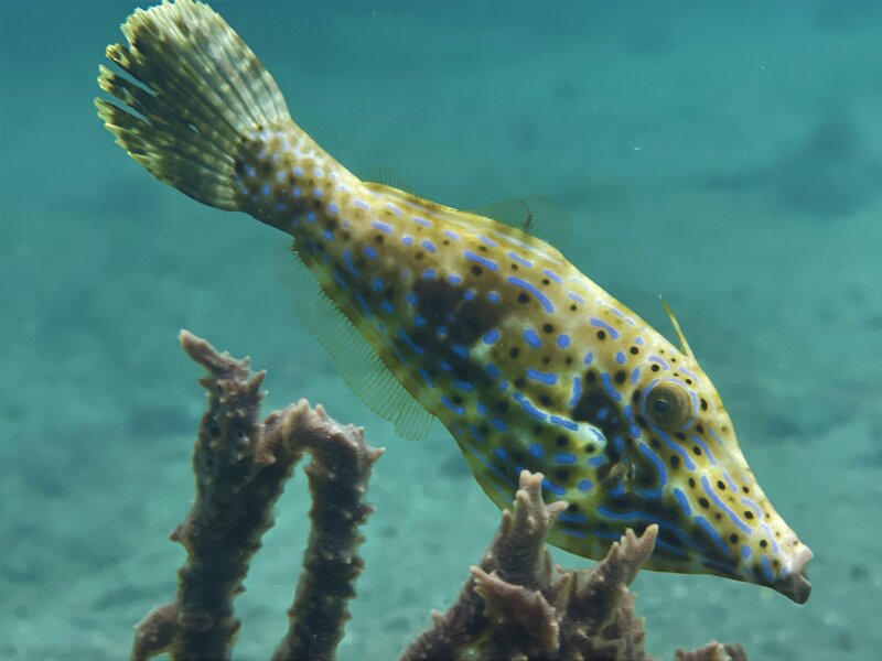 05-25-23 Scrawled Filefish.jpg