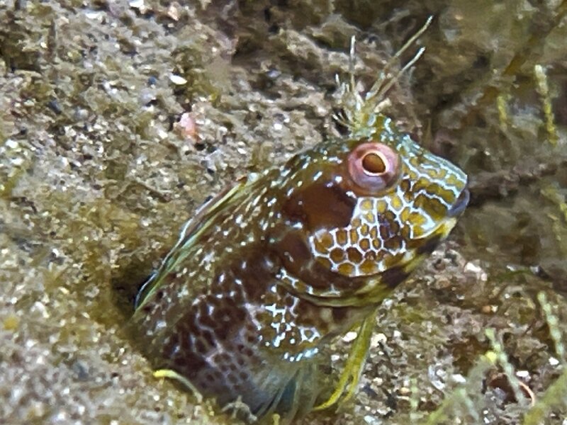 05-25-23 Seaweed Blenny.jpg