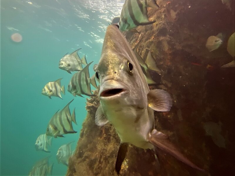 06-03-22 Spadefish Closeup.jpeg