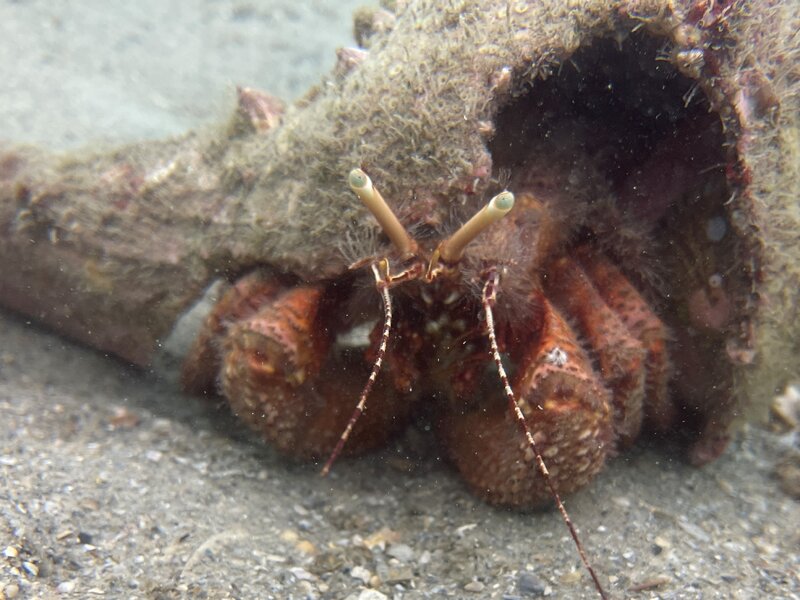 06-08-23 Giant Hermit Crab.jpg