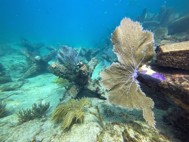 Trip Report - Erojacks Artificial Reef at Dania Beach/ Mizell-Johnson ...