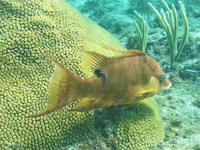 06-10-23 Hogfish at Cleaning Station.jpg