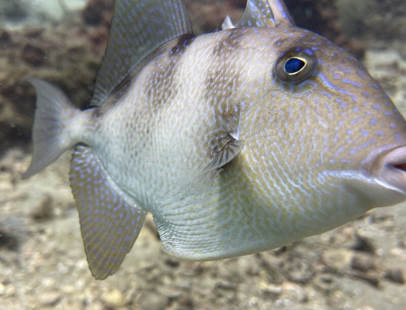 06-10-24 Gray Triggerfish.JPEG