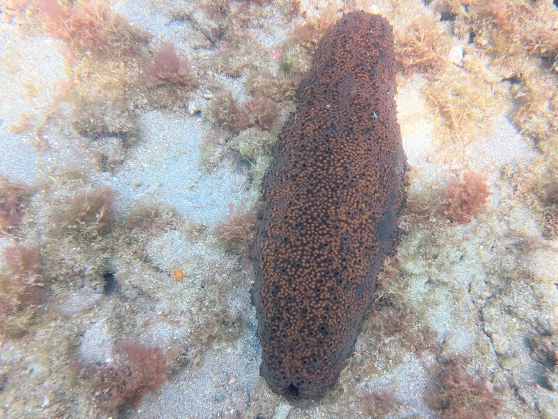 06-25-23 Chocolate Chip Sea Cucumber.jpg