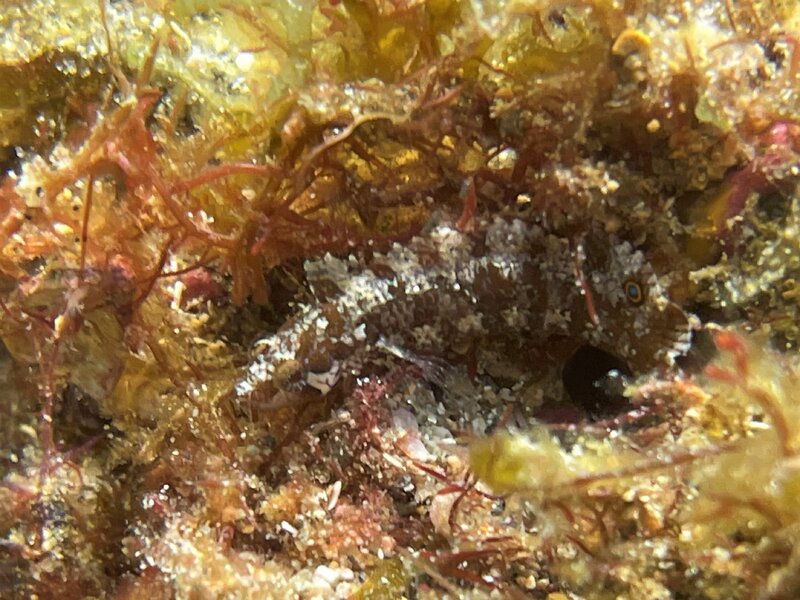 06-25-23 Well Camoflauged Banded Blenny.jpg