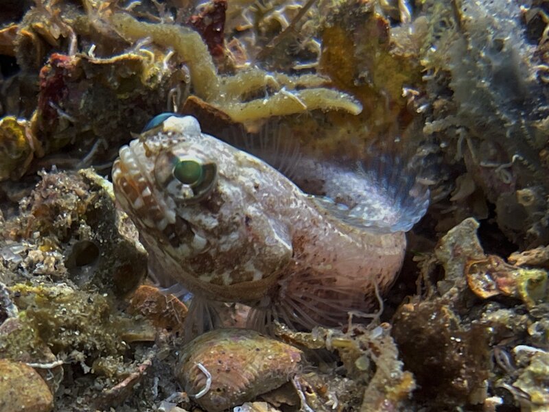 07-06-23 Dusky Jawfish1.jpg