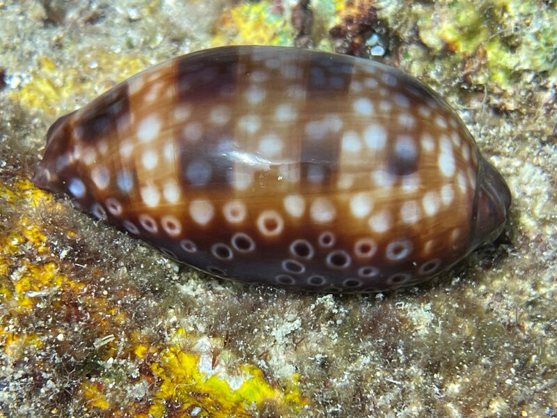 07-08-23 Spotted Cowry.jpg