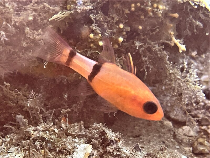 07-13-22 Barred Cardinalfish.jpeg