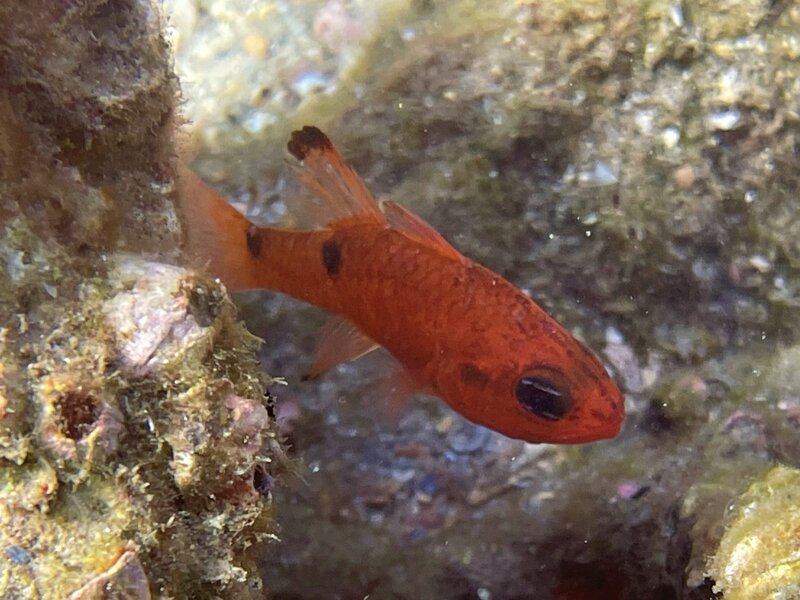 07-13-22 Twospot Cardinalfish.jpeg